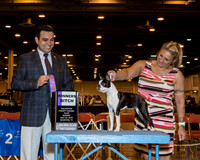 Boston Terrier #16 Sun WB Dooley Mary & Tina Starr Judge Mr Joao Machado