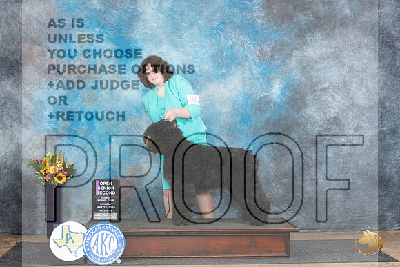 Bouvier de Flandres #J601 Sun Jr2 Judge Edy Dykstra-Blum__JP_0023_Abilene_2024_HR3