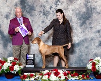 Vizsla #12 Thurs Maj WB West David Agent Madeline Peterson Judge Dr Steve Keating