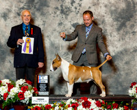 Bull Terrier #35 Sat BISS Nordstrom Sandy and Amy and Phil Jaspers Judge Robert Shreve