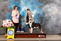 Bull Terrier Colored #15 THUR BOV BOW WB Major Judge Susie Harris
