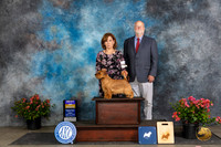 Norfolk Terrier #9 Fri BOB Judge Elizabeth ‘Beth’ Sweigart