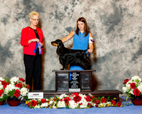 English Cocker Spaniel #6 Sun NC Maj WB Ross Lisa Judge Carol Tobin Murray