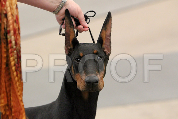 Dobe-9884