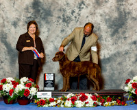 Chesapeake Bay Retriever #6 Sun NC BOS Van Duzer Candace and Charles Judge Nikkie Riggsbee