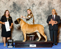 Mastiff #12 Wed G4 Lambden Jennifer Dolly Moore Susan Wheeler Agent Holly Leftwich Judge Marion Kidd