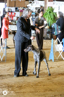 German Short Haired Pointer Fri Ring