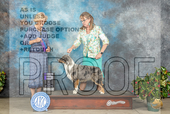 Miniature American Shepherd #17 Fri WD Judge Patti Widick NealeMJP_8451_SA2023_HR3