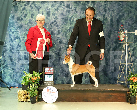 Basenji-6393-Amrillo13
