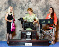 English Cocker Spaniel #28 Wed SB Perryman Jan & Deborah Mauterer DVM Judge Mrs Lorrie Kvamme