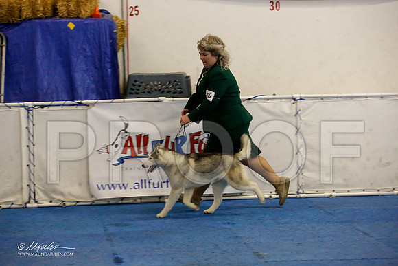 _M3_8672-AddisonHuskyMar2015-HR3