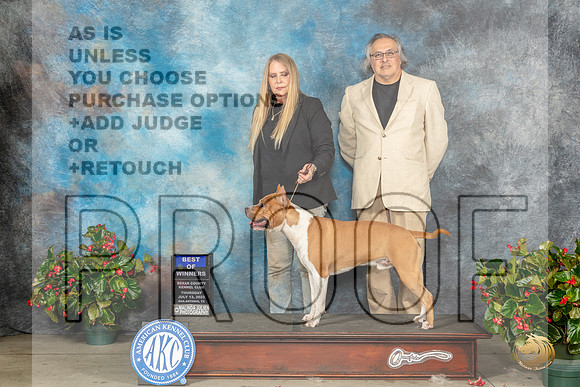 American Staffordshire Terrier #11 Thur BOW Judge Nikki RiggsbeeMJP_7189_SA2023_HR3