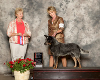 Australian Cattle Dog #9 Sat NC BOS Maj Buzzard Jim Conston and Theresa Couch Judge Karen Hynek