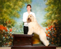 Bouvier Des Flandres Sun Custom Laura Bowman
