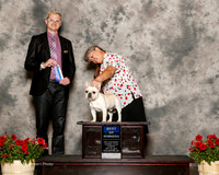 French Bulldog #15 Sun BOW Martenson Wilson and D Judge Troy Dargin