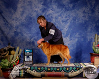 Finnish Spitz #8 Sun BOW Badger Michelle and Holly Leftwich Agent Holly Leftwich Judge D Read J+