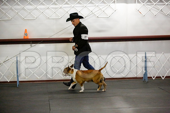_JJ_3824-BullTerrierAzleApr2016-HR3