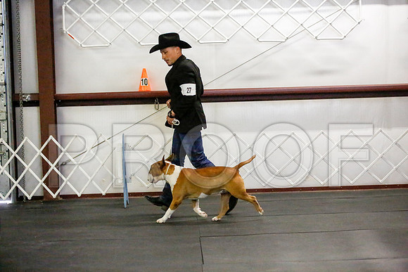 _JJ_3826-BullTerrierAzleApr2016-HR3