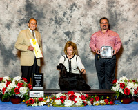Cocker Spaniel Black #6 Fri G3 Santos Alan an dMichael Buckley and jacqueline Makoujy Agent Linda Pitts Judge Dr Robert Indeglia
