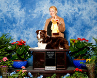 Border Collie #64 Sun Lure Coursing NT Beverley Ross