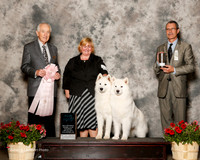Samoyed #10 Sat Best Brace Throneberry Cheryl and Anne ONeil Judge Roger Hartinger