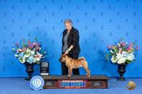 Chinese Shar Pei #12 FRI BP BOB Judge Terri Jackson