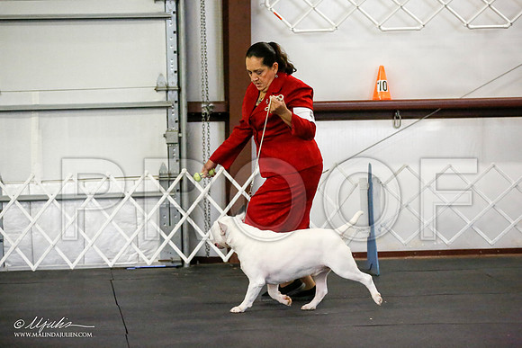 _JJ_1408-BullTerrierAzilApr2016-HR3