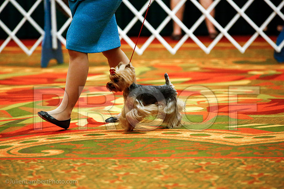 _JJ_8858-YorkieNatJul2016-HR3