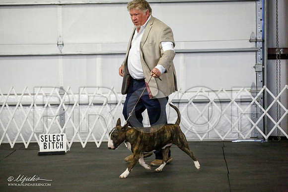 _JJ_2726-BullTerrierAzilApr2016-HR3