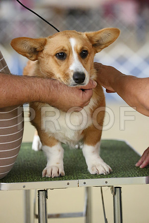 Corgi-2341-HR