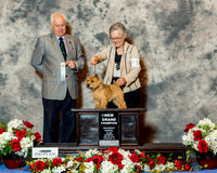 Norwich Terrier #18 Sat NGC Kelley Maria Agent Judi Hartell PHA Judge Mr Andrew Bruce Kidd