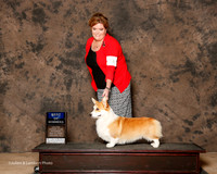 Pembroke Welsh Corgi #9 Sat BOW Watson Kim and Pam Brannock and DLynn Jones
