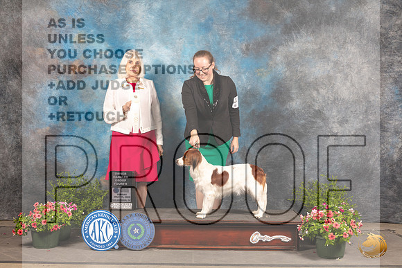 Nederlandse Kooikerhondje #6 Sun OHG4 Judge Jan Paulk_MJ_1661_SA_2022_HR3
