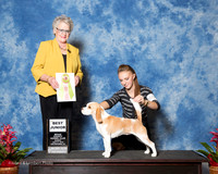 Beagle 13in #J605 Sun Best Jr Lefever Chanel and Laura and Brigette Judge Margo Klingler