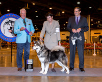 Alaskan Malamute #42 Wed WB Jay Van Zandt Judge Steve Keating