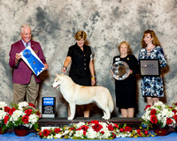 Siberian Husky #8 Thurs G1 Ralsky Marc and Correen Pacht and Annette Dionne Agnet Laura King Judge Steve Keating