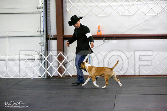 _JJ_2623-BullTerrierAzilApr2016-HR3