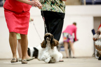 Cocker Spaniel Parti Color Sat Ring