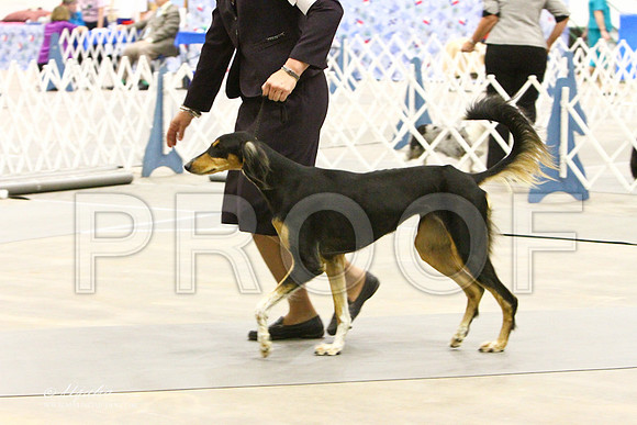 saluki-3453LR