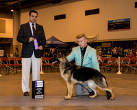 German Shepherd Dog #16 Sun WB Goswick Lynn P Judge Mr Joao Machado