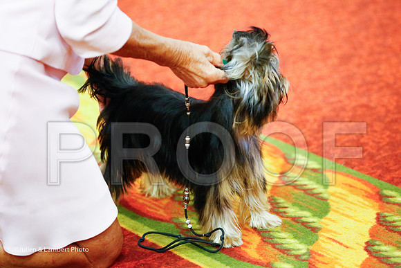 _JJ_6378-YorkieNatJul2016-HR