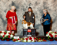 Cavalier King Charles Spaniel #25 Sun G2 Henry Bruce and Shirley Agent Clint Livingston Judge Joan Zielinski