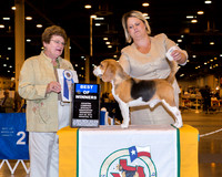 Beagle 15 #15 Wed BOW Shimasaki Denise Lynn Shimasaki and Tracy W Olson Agent Brooke Young Judge Mrs Judith A Brown