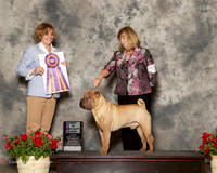 Chinese Shar Pei #7 Sat BOB Goza Kim Judge Grace Fritz
