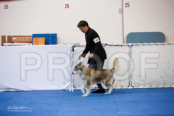 _JJ_0177-HuskySltyMar2016-HR3