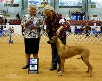 Rhodesian Ridgeback #40 Sat Major Win Winners Bitch Henry Nancy and Bud Henry and Kerry Williams Judge M Klinkowski