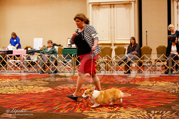 _JJ_8417-HstnCorgiFeb2015-HR3