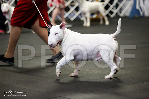 _JJ_1499-BullTerrierAzilApr2016-HR3