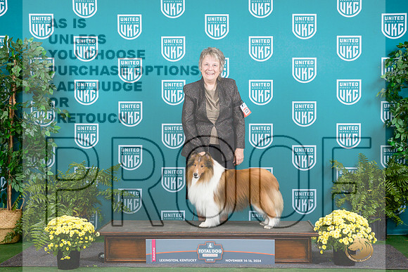 Shetland Sheepdog #123 Sat G3__JP_2586_UKCTDI2024_HR3