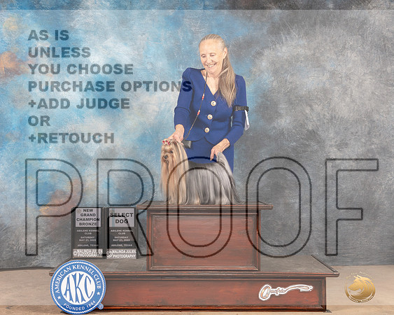 Yorkshire Terrier #29 Sat SGChBz Judge Peggy McIlwaine-MMJ_3983-Abilene2022-HR3